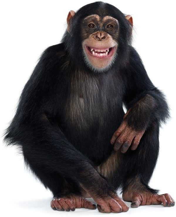 Like Humans, Apes Are Susceptible to Spin - Scientific American