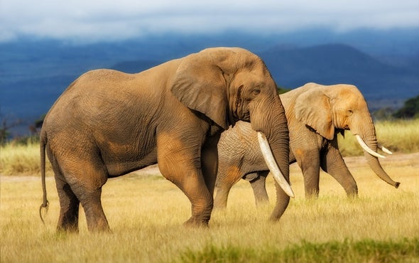Honey Bee Alarm Signal Could Protect Elephants