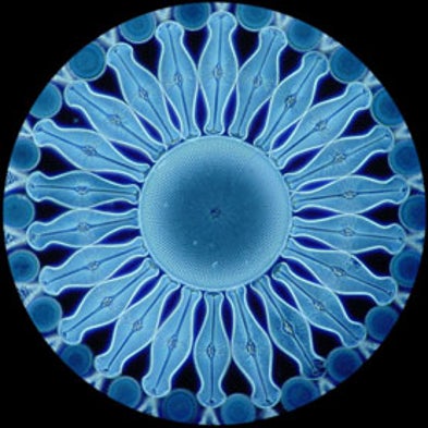 Image result for diatoms beauty images