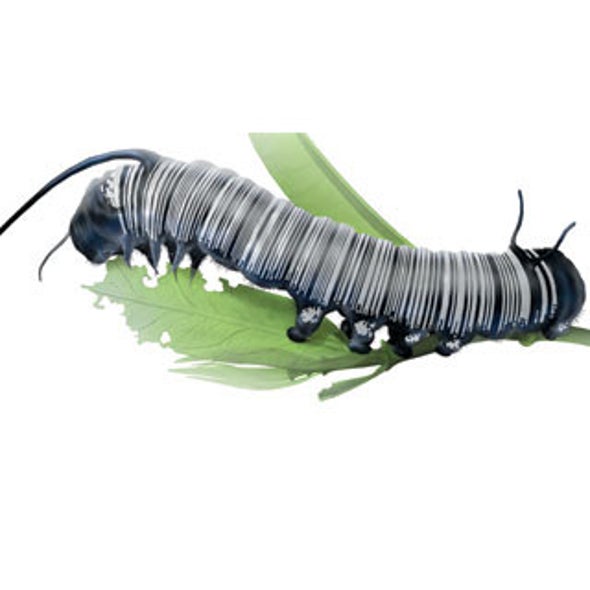 Bar Code of Life: DNA Tags Help Classify Animals