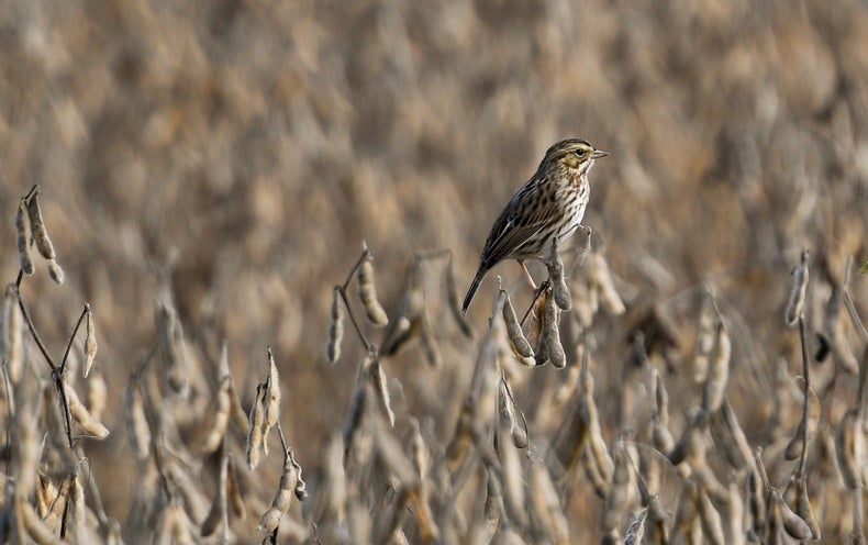  house finch linnet Carpodacus mexicanus water ouzel dipper brambling Fringilla montifringilla quail-0