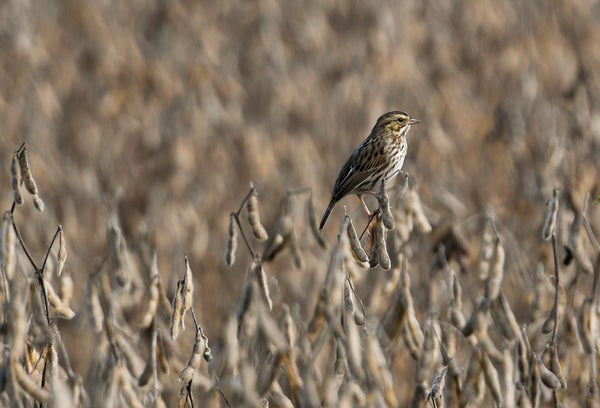 A sparrow perches on a soybean plant in a field.