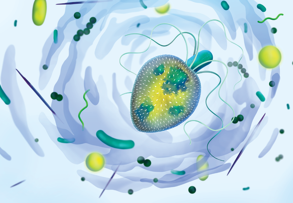 Graphic shows a mucosphere with a mixoplankton in the middle ingesting microbes and additional microbes surrounding it.