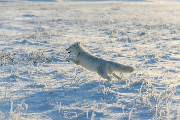 White arctic fox running.