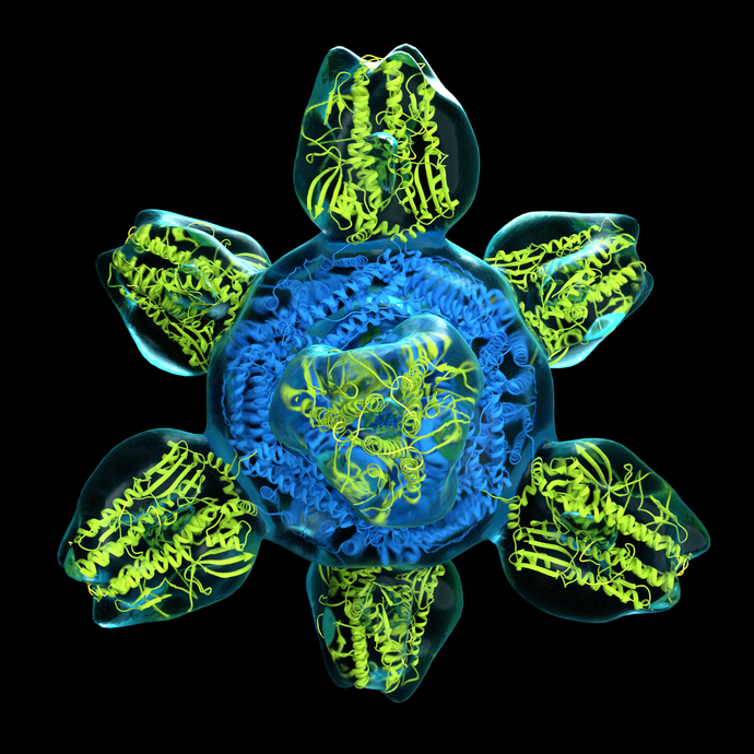 Prototype universal influenza vaccines such as this one, a nanoparticle with a protein scaffold (blue) studded with influenza hemagglutinin proteins (green), could provoke an immune response to all human influenza subtypes. Credit: NIAID
