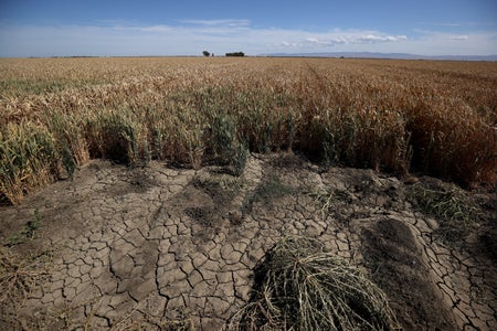 Dry cracked earth next to field crops.
