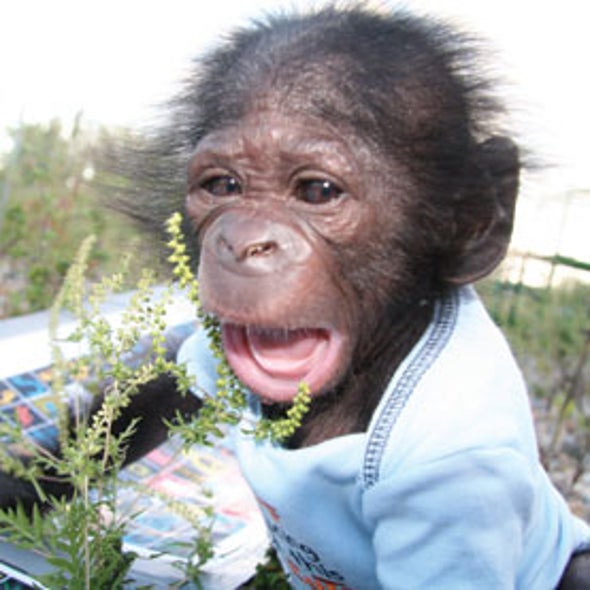 Autism in Another Ape