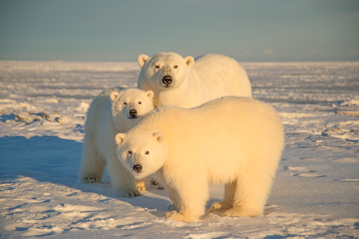 Federal Agencies Disagree on Environmental Impacts of Drilling in ...