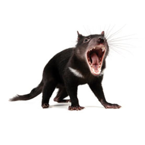 The Tasmanian Devil's Cancer: Could Contagious Tumors Affect Humans?