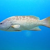 Leopard Grouper