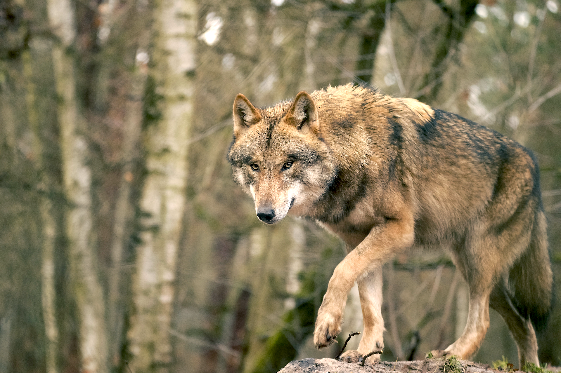 why do dogs sound like wolves