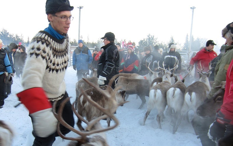 The Fight for the Reindeer