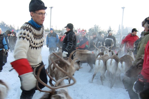 The Fight for the Reindeer