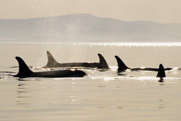 Cetaceans' Big Brains Are Linked to Their Rich Social Life
