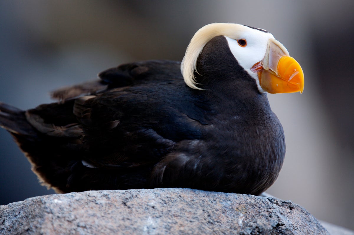 New Species of Puffin Evolved in Response to Climate Change