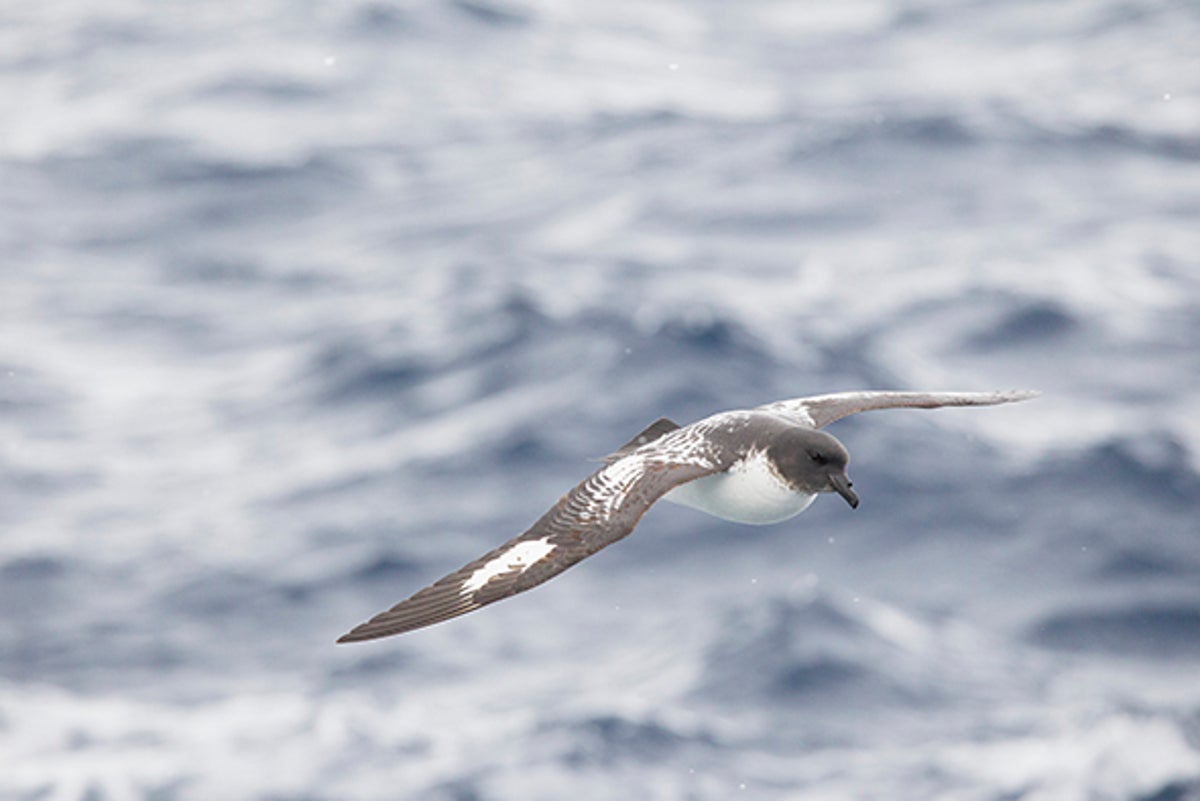 Skeptics Poke Holes in Claim That Birds Mistake Plastic for Food