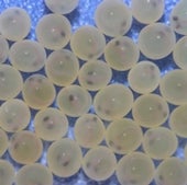 BROOK TROUT EGGS
