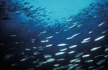 Ocean Species Are Shifting toward the Poles