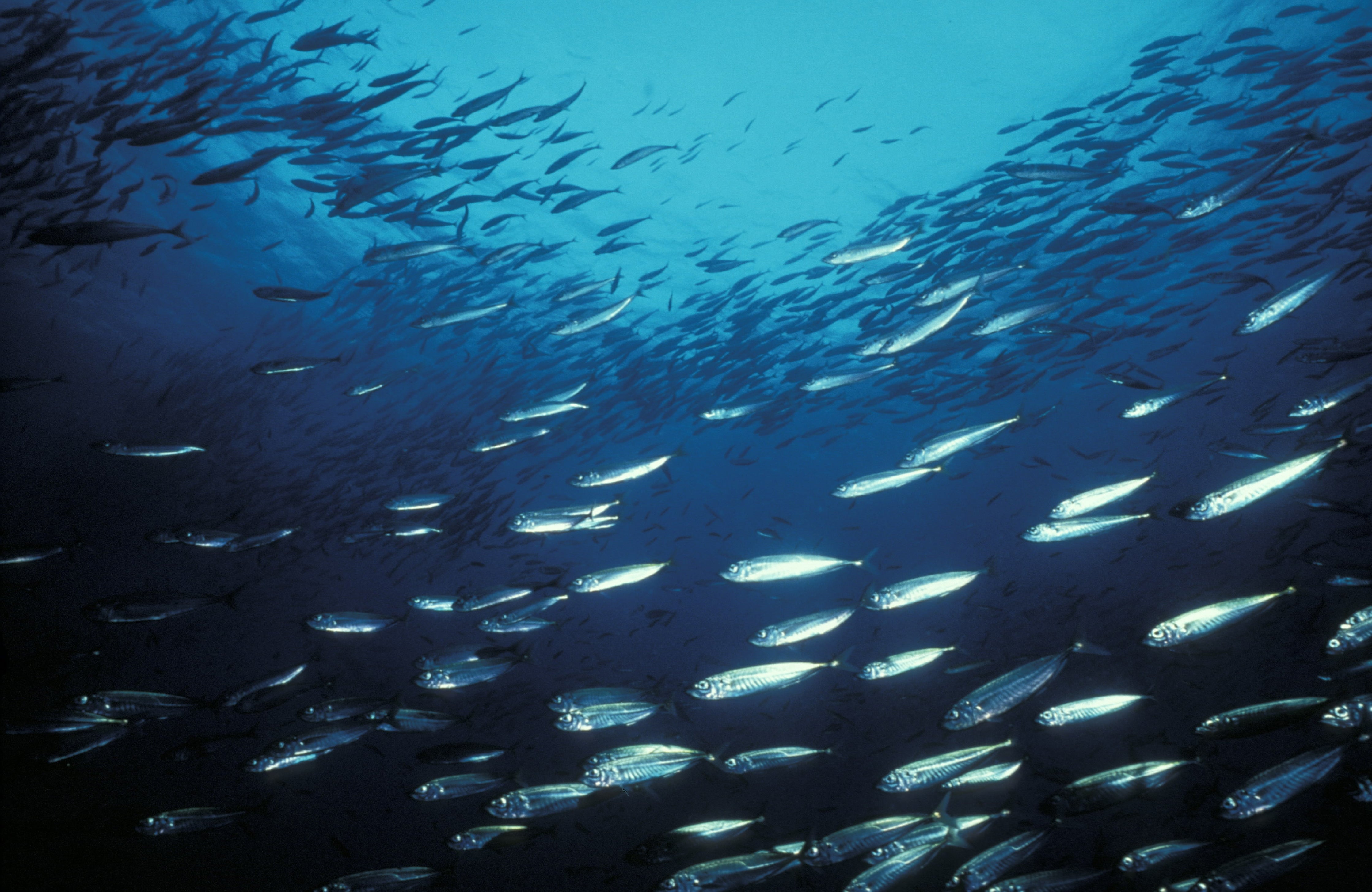 Ocean Species Are Shifting toward the Poles