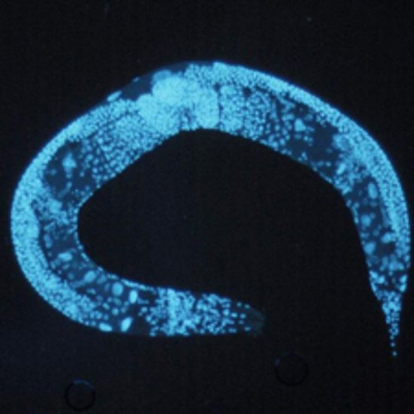 How to Preserve the Breadth of Life on the Planet