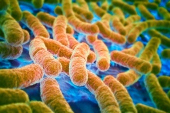 Why Are Some <i>E. Coli</i> Strains Deadly While Others Live Peacefully in Our Bodies?
