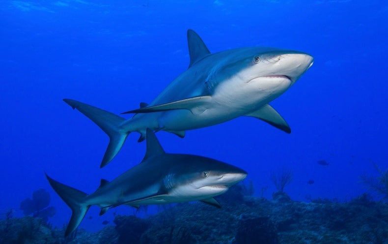 Everything You Know about Shark Conservation Is Wrong