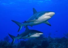 Everything You Know about Shark Conservation Is Wrong