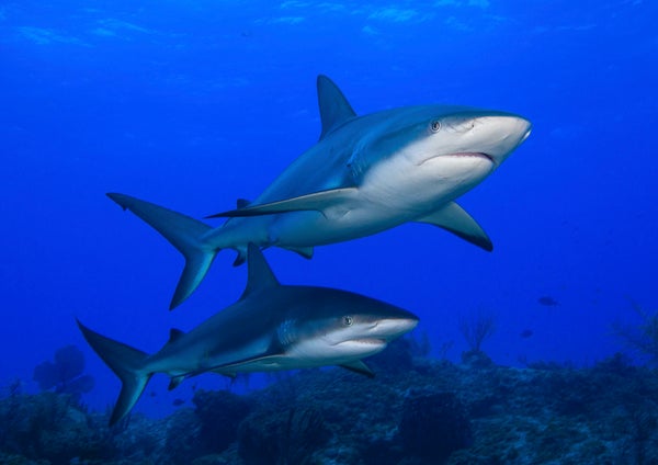 Caribbean Reef Sharks