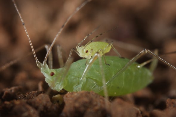 Little Aphids Ride Big Ones to Safety