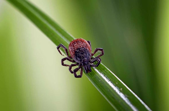 Ticks Carry Lyme Disease in Almost Half of U.S. Counties