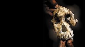 The Face of the Earliest Human Ancestor, Revealed