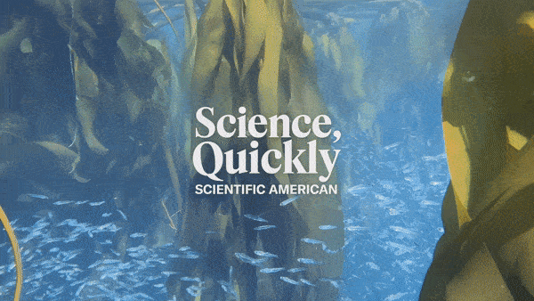 Turns Out Undersea Kelp Forests Are Crucial to Salmon - Vimarsana News