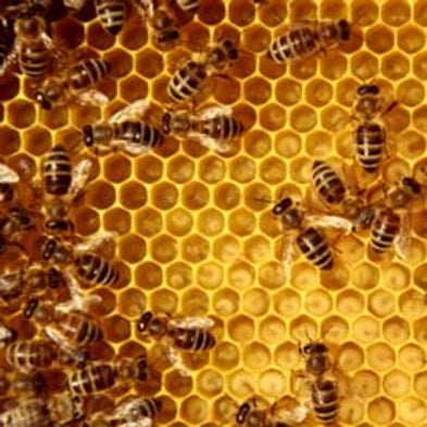 You Have a Hive Mind - Scientific American