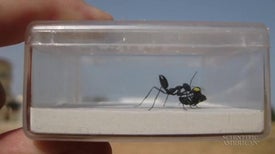 How Do Ants Find Their Way Home?
