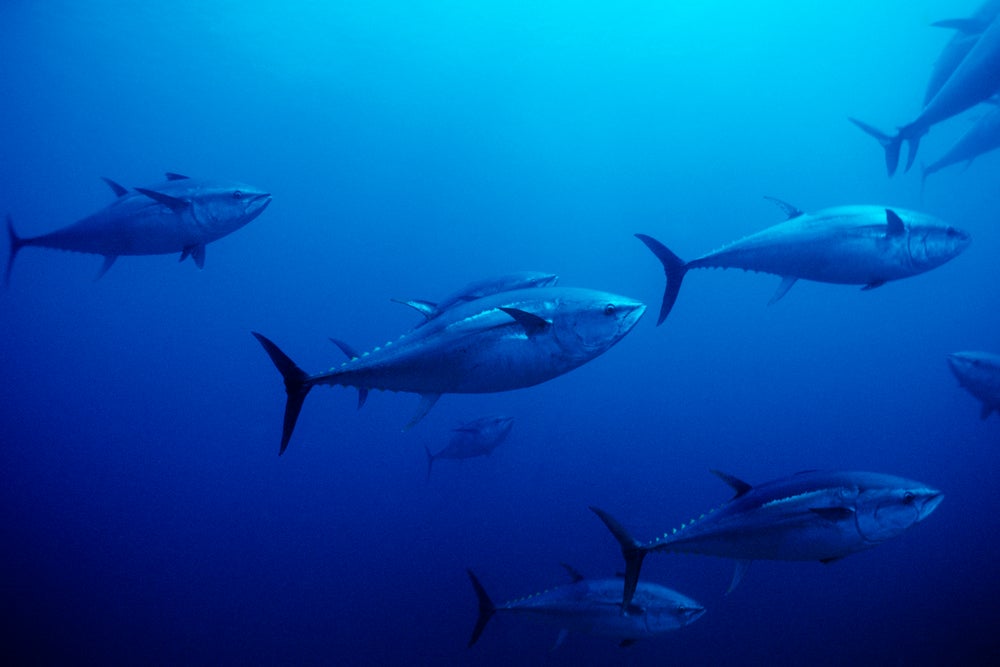 U.N. Makes a Bold Move to Protect Marine Life on the High Seas ...