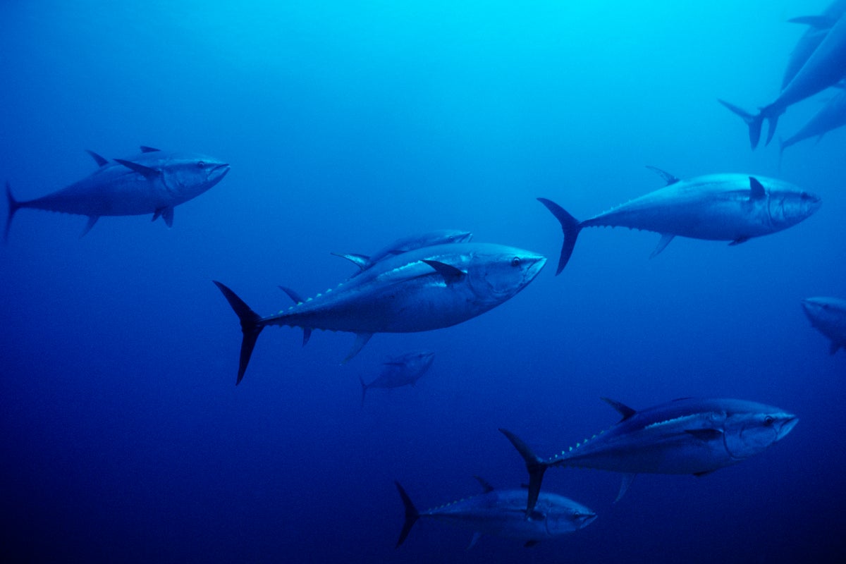 Will the new U.N. High Seas Treaty help protect Pacific salmon