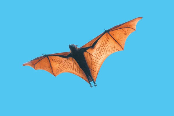 A bat flying in front of a blue sky.