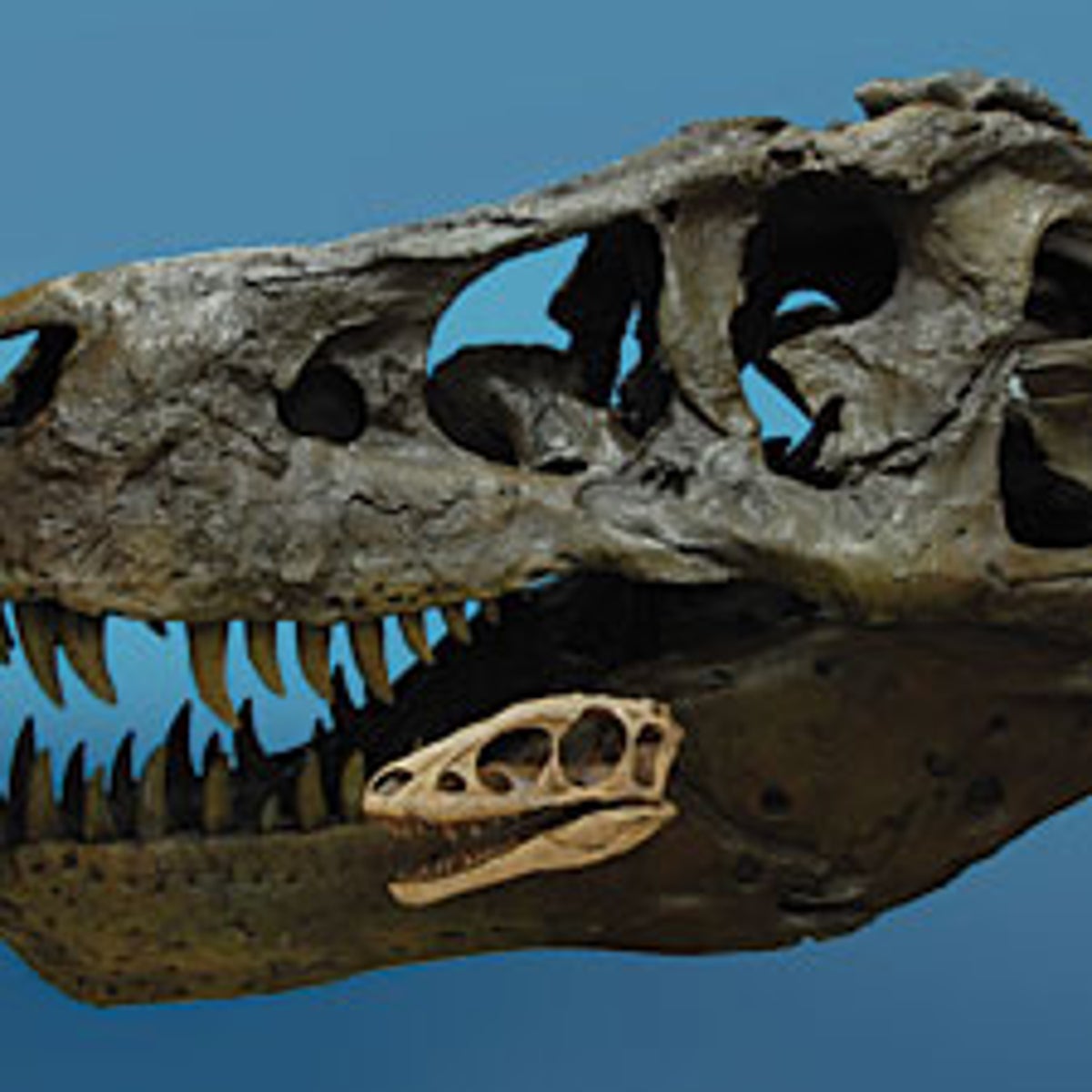 Annotated by the Author: 'Tiny Tyrannosaur Hints at How T. Rex