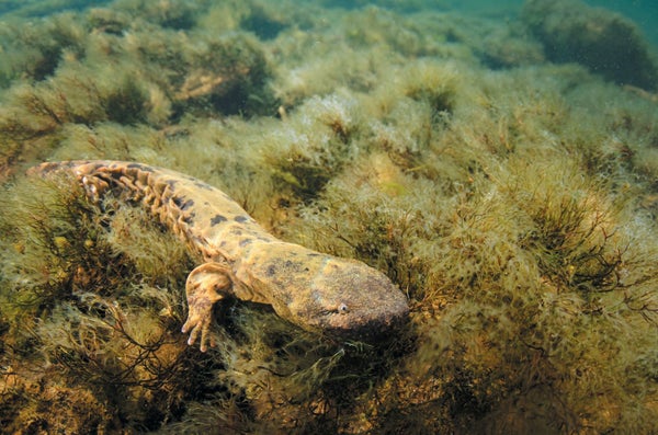 A green, yellow and brown Salamander, identified as an Eastern Hellbender, shown underwater seen with underwater grasses.