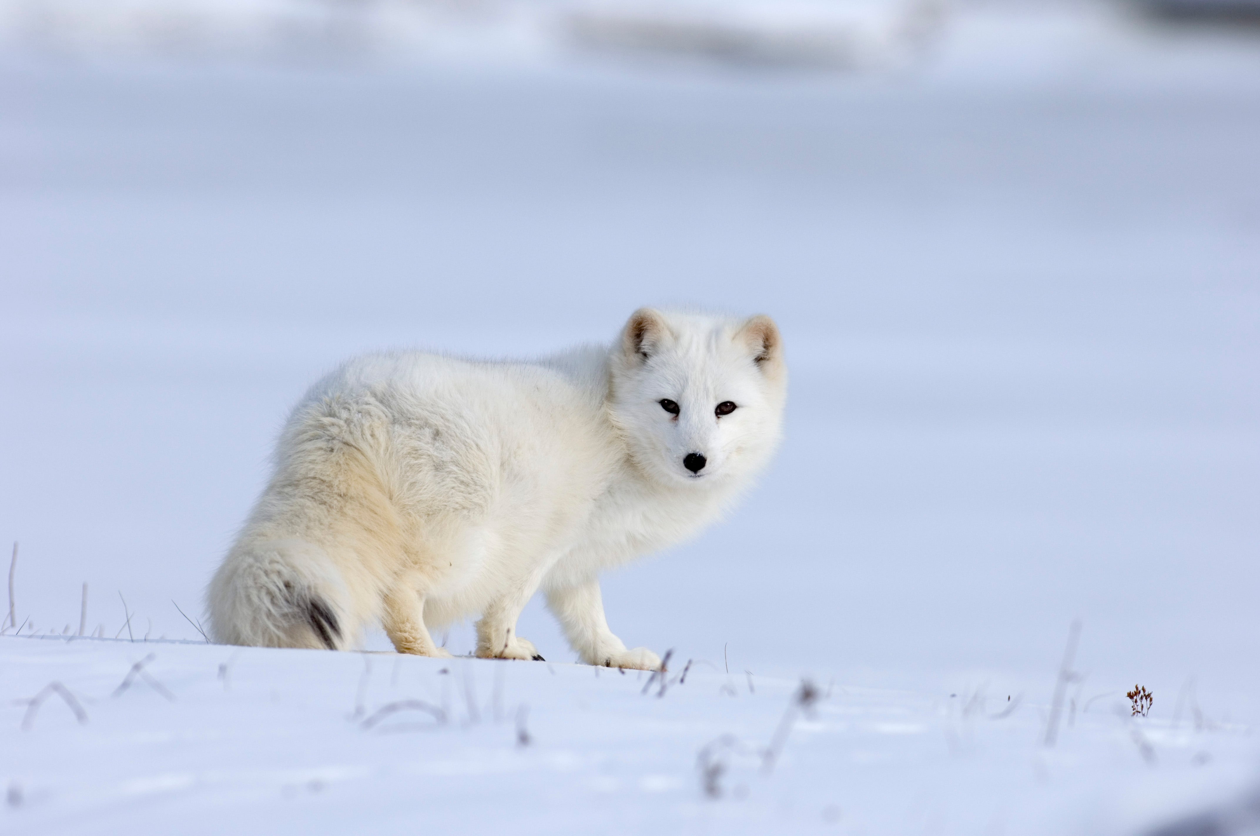 Extreme Snows in Greenland Caused Ecosystem's 