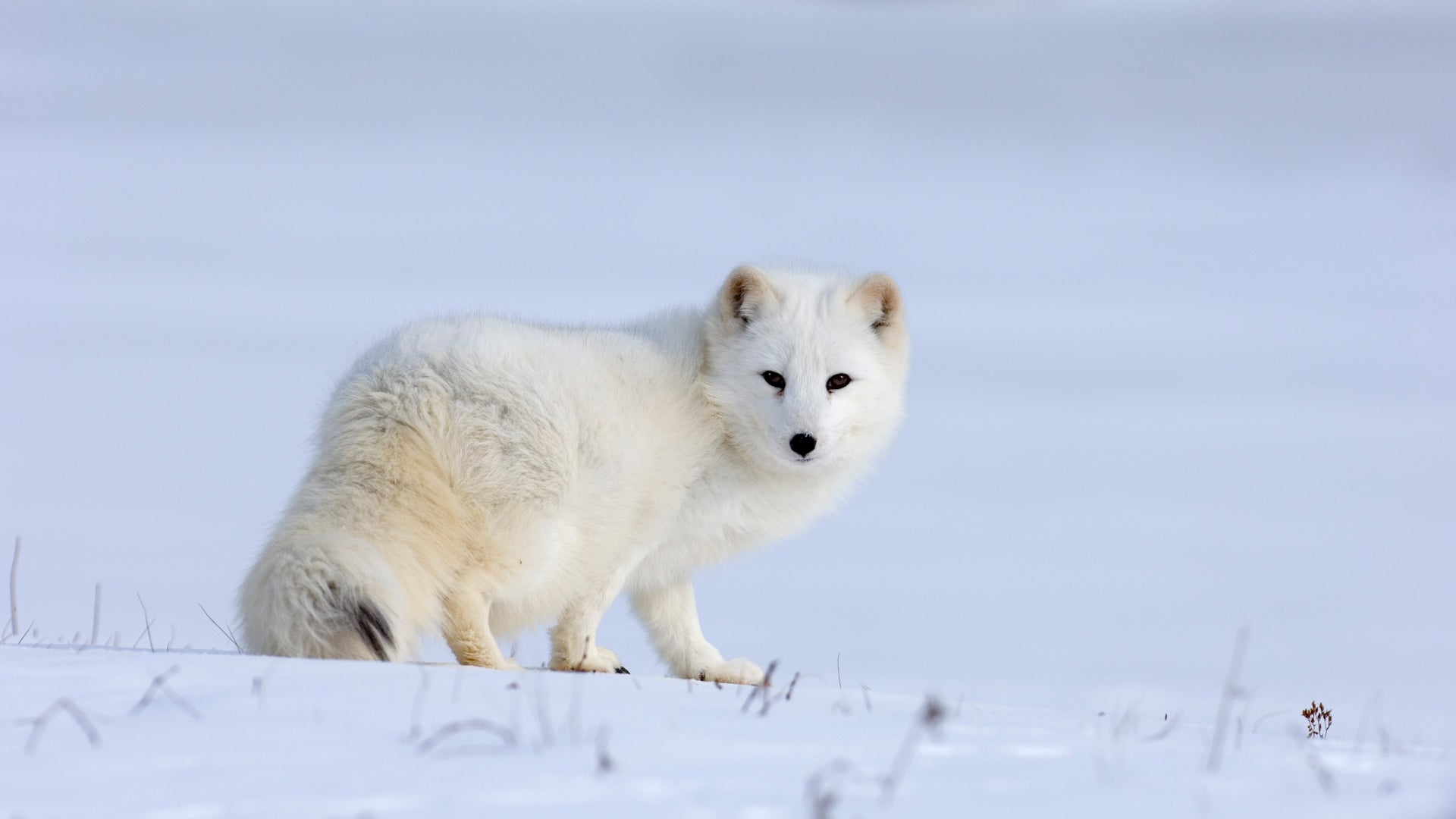 Extreme Snows in Greenland Caused Ecosystem's "Reproductive Collapse" | Scientific American