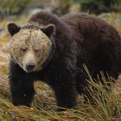 Hair of the Bear: Fur Samples Yield Insights into Grizzlies' Salmon Dependence [Slide Show]