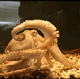 octopus turns inside out