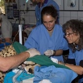 SEQUENCING THE CHEETAH GENOME