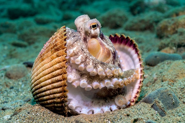 Small octopus sandwiched between two clam shells on the seafloor