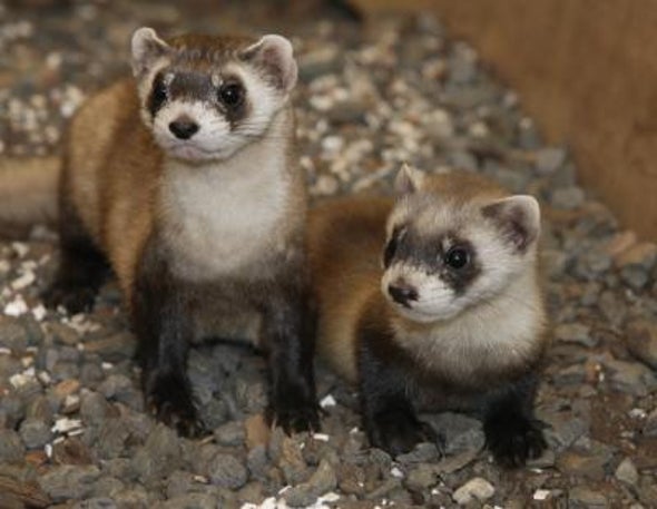 Vaccinate Prairie Dogs to Save Ferrets