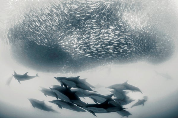 Dolphins swimming under massive school of sardines.