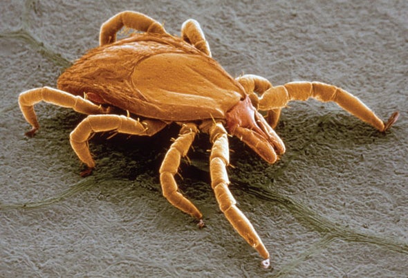Lyme Disease May Linger for 1 in 5 Because of "Persisters"