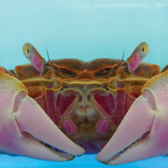Crab's Brain Encodes Complex Memories
