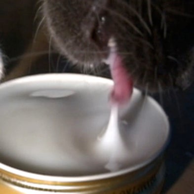 Cat Lap: Engineers Unravel the Mystery of How Felines Drink